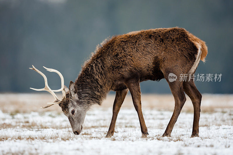 马鹿(Cervus elaphus)